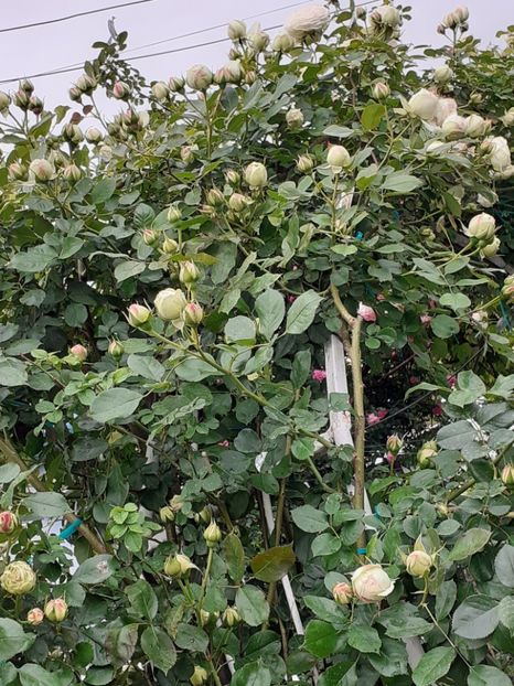  - Palais Royale 2022 - 2023-2024