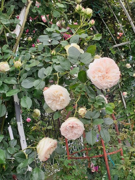  - Palais Royale 2022 - 2023-2024