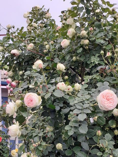  - Palais Royale 2022 - 2023-2024