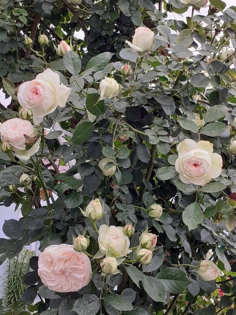  - Palais Royale 2022 - 2023-2024