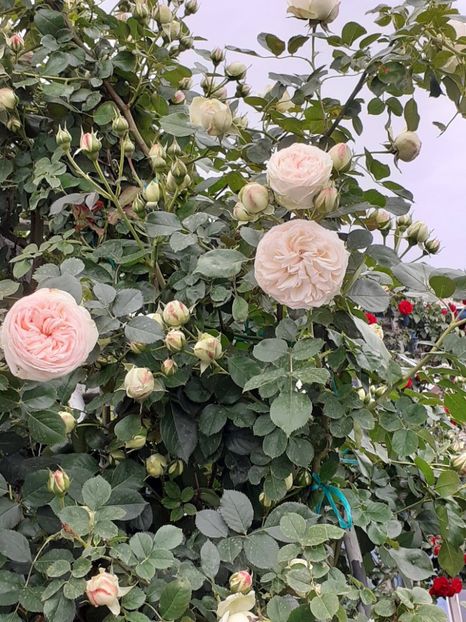  - Palais Royale 2022 - 2023-2024