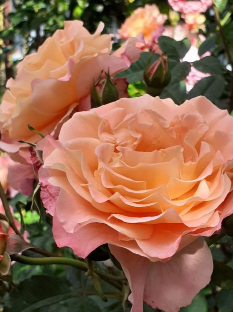  - Augusta Luise 2021