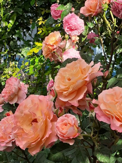  - Augusta Luise 2021