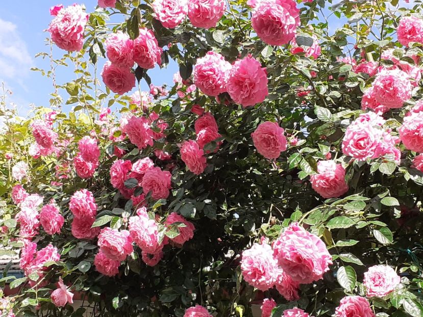  - Heillige Elisabeth 2024 _ 2025