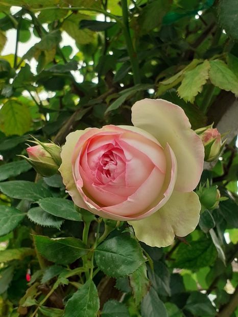  - Eden Rose 2024_ 2025