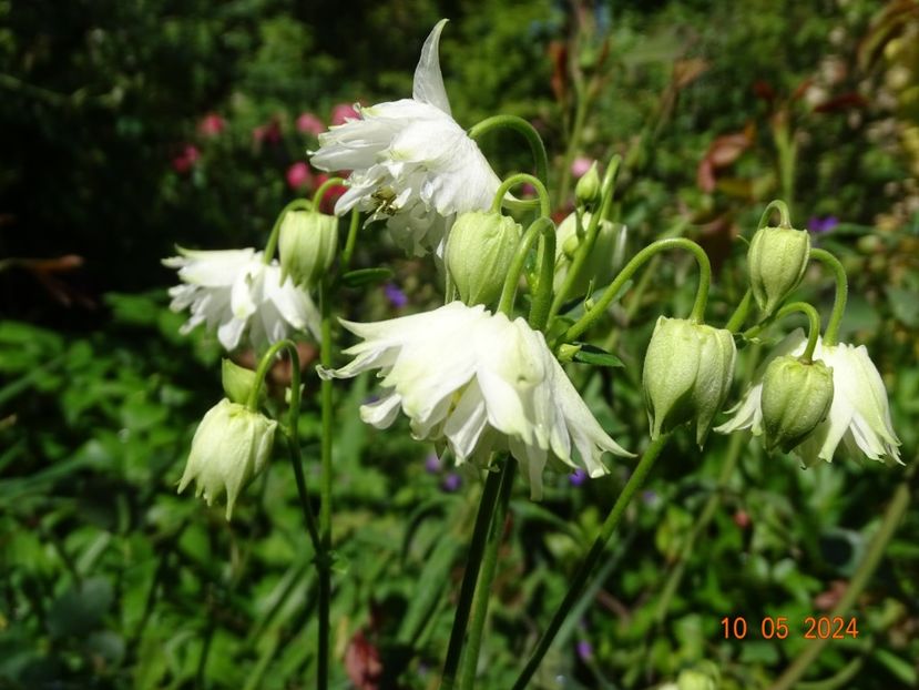  - Aquilegia 2024