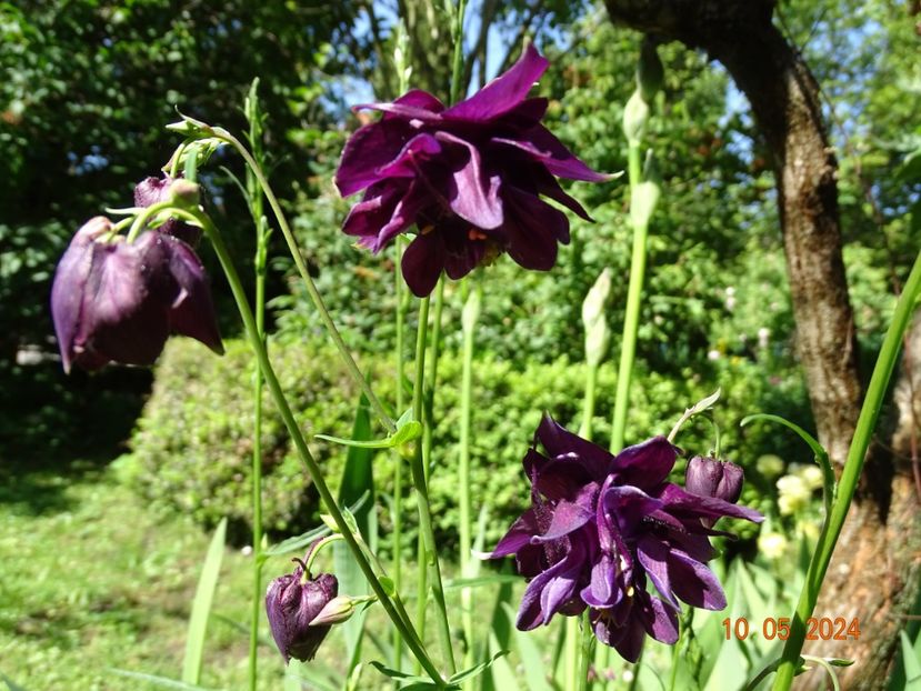  - Aquilegia 2024