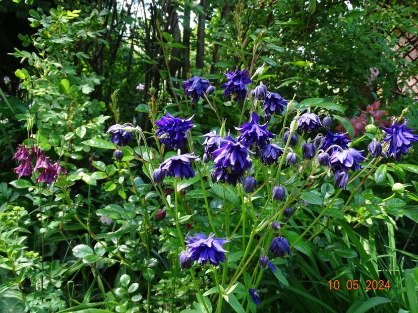  - Aquilegia 2024