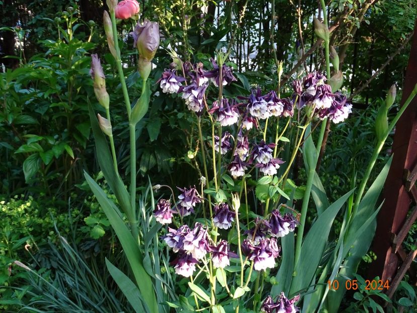  - Aquilegia 2024