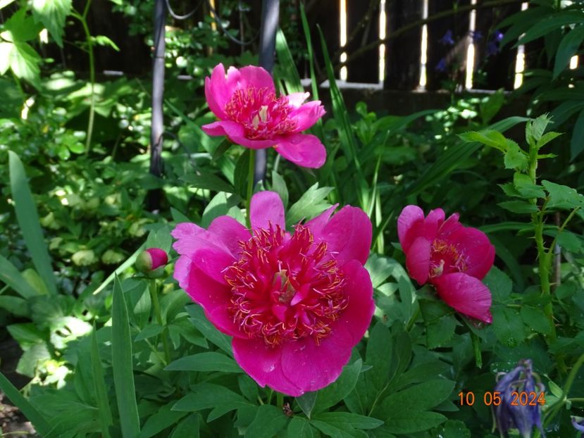paeonia anemoniflora - Bujori 2024