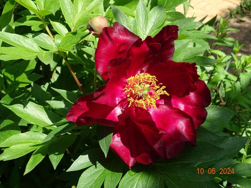 Scarlet Heaven - Bujori 2024