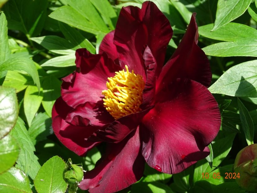 Scarlet Heaven - Bujori 2024