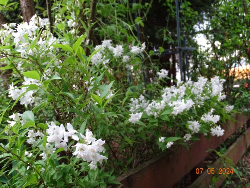  - Copacei si arbusti 2024