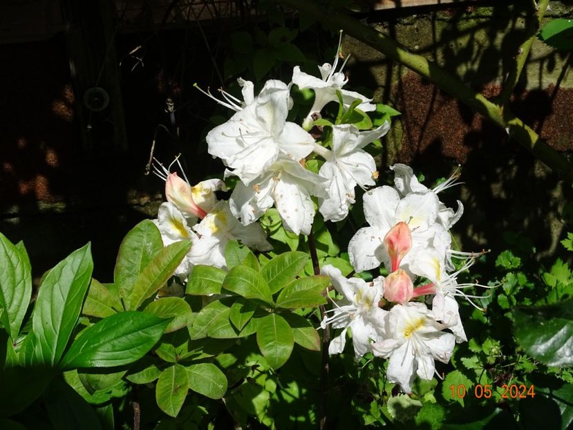  - Copacei si arbusti 2024