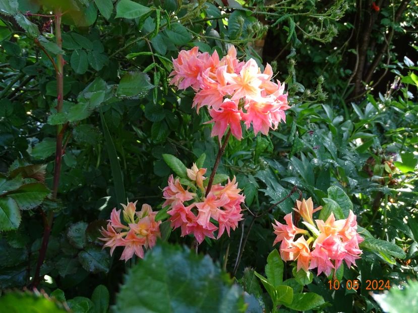  - Copacei si arbusti 2024