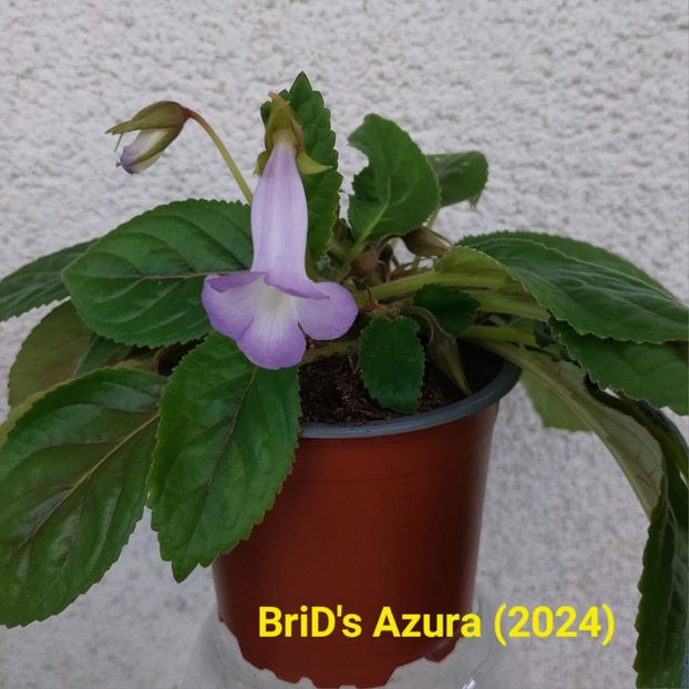 Img.2024.05.13 - Sinningia din semințe hibrizi Dna Dietze 2024