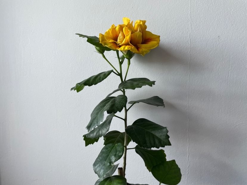  - Chi s garden Forest Rhapsody