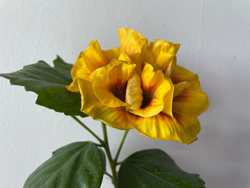  - Chi s garden Forest Rhapsody