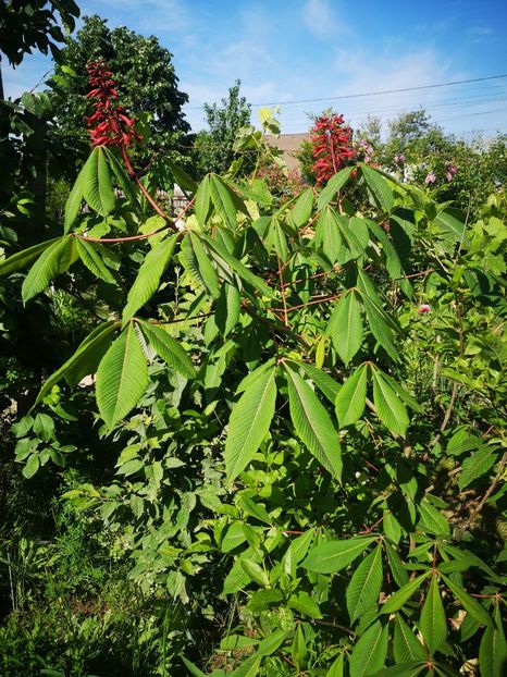 castan rosu-Aesculus Pavia - arbori orn 2024