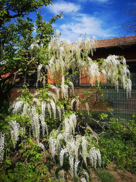  - arbori ornamentali 2024