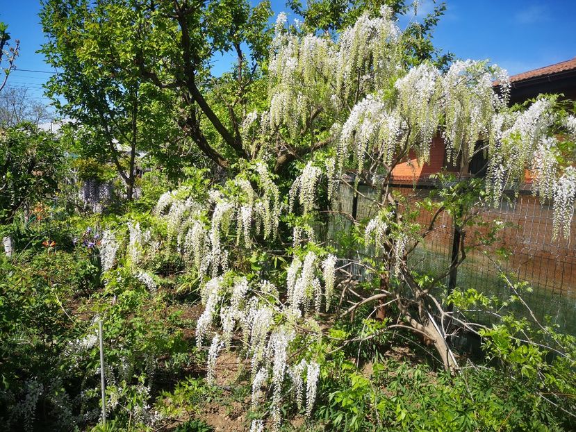  - arbori ornamentali 2024