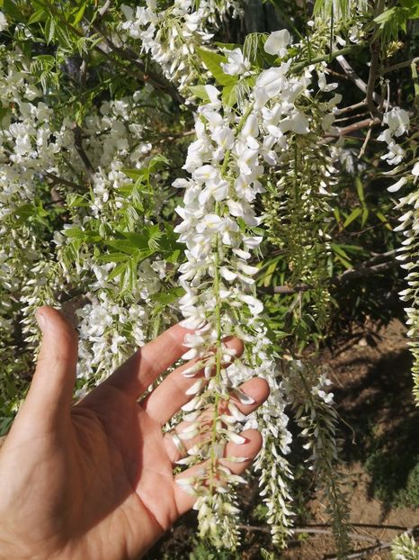  - arbori ornamentali 2024