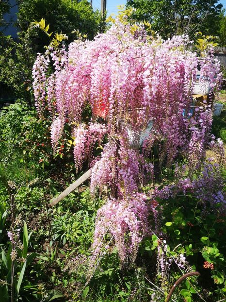  - arbori ornamentali 2024