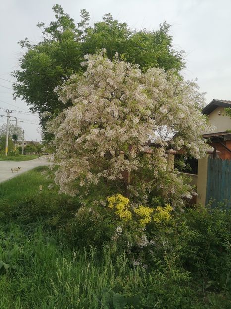 - arbori ornamentali 2024