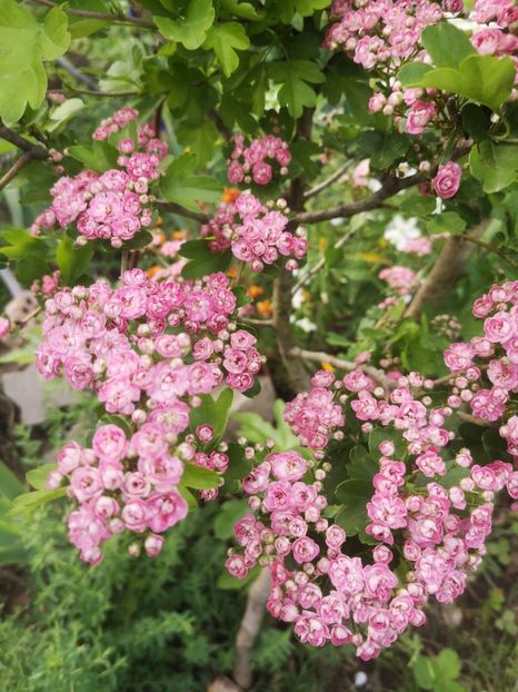  - arbori ornamentali 2024
