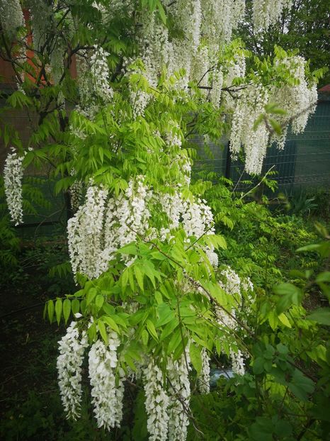  - arbori ornamentali 2024