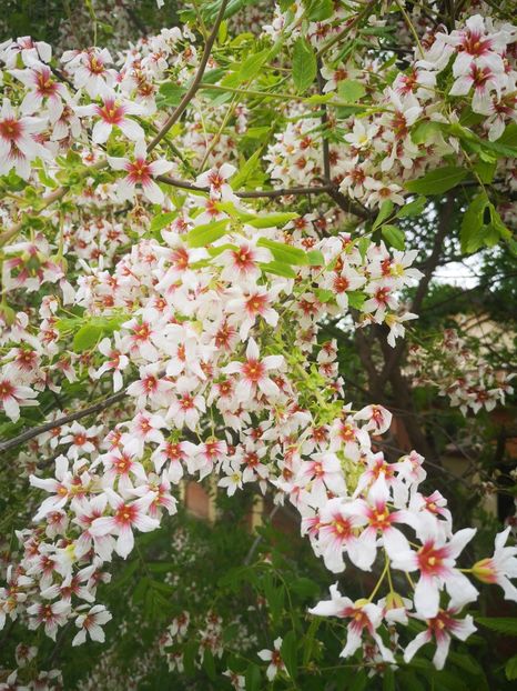  - arbori ornamentali 2024