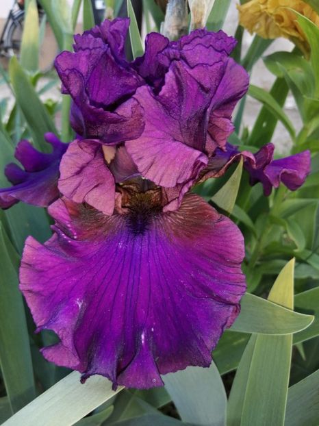  - 2024- Iriși înalți