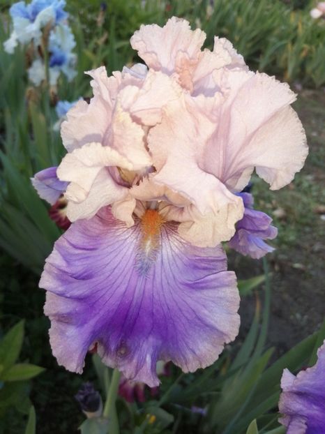  - 2024- Iriși înalți