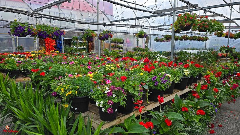 Printemps dans Quebec 5.jpg - E - FLOWERS - Flori
