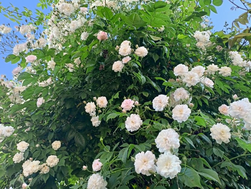 12.05.2024 - Grădina 2024 continuare 2