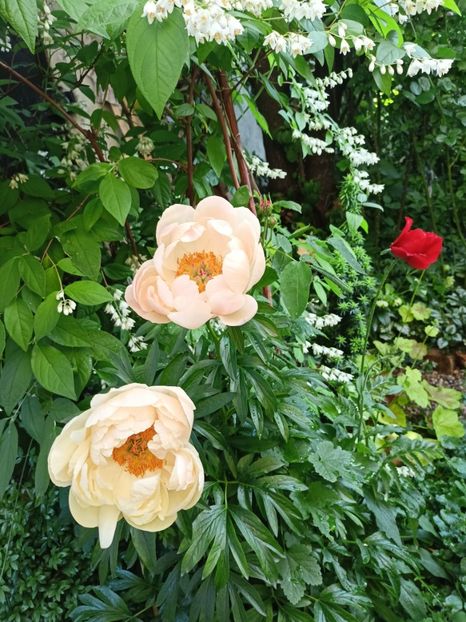  - Grădina 2024 continuare 2