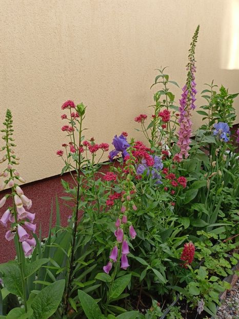  - Grădina 2024 continuare 2