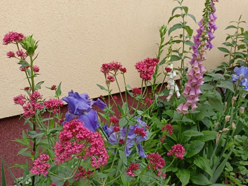  - Grădina 2024 continuare 2