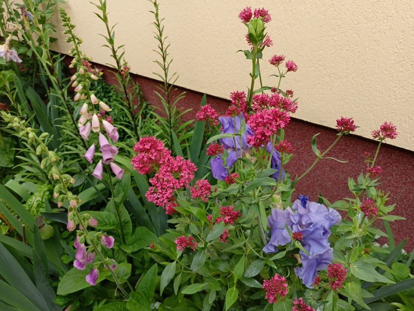  - Grădina 2024 continuare 2