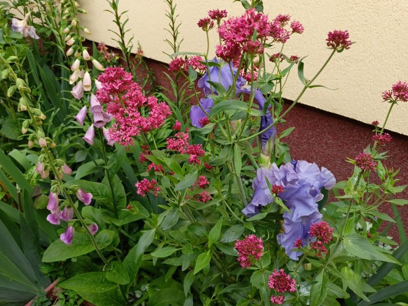  - Grădina 2024 continuare 2