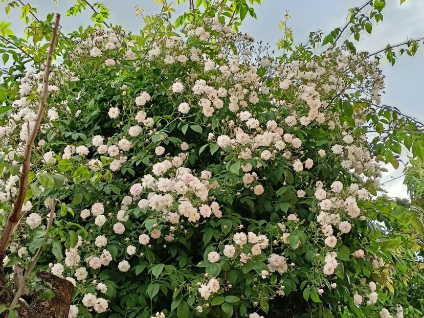  - Grădina 2024 continuare 2