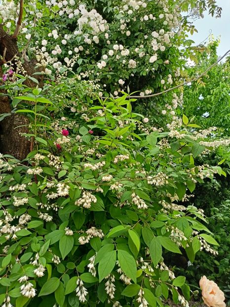  - Grădina 2024 continuare 2