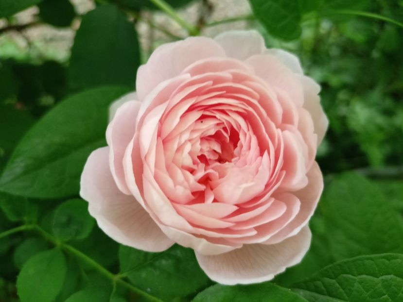 Queen of Sweden - Grădina 2024 continuare 2