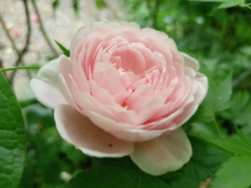 Queen of Sweden - Grădina 2024 continuare 2