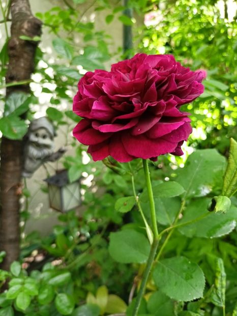  - Grădina 2024 continuare 2