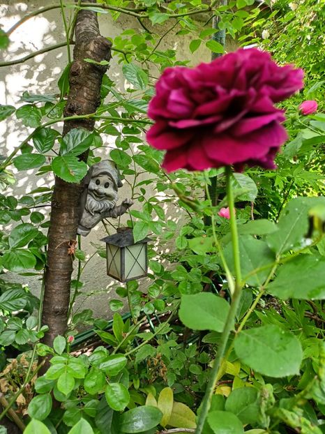  - Grădina 2024 continuare 2