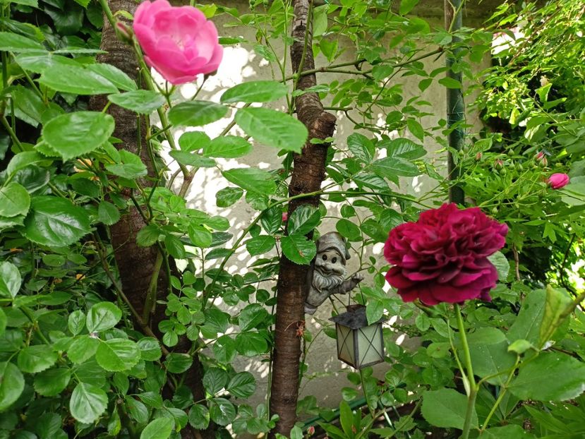  - Grădina 2024 continuare 2