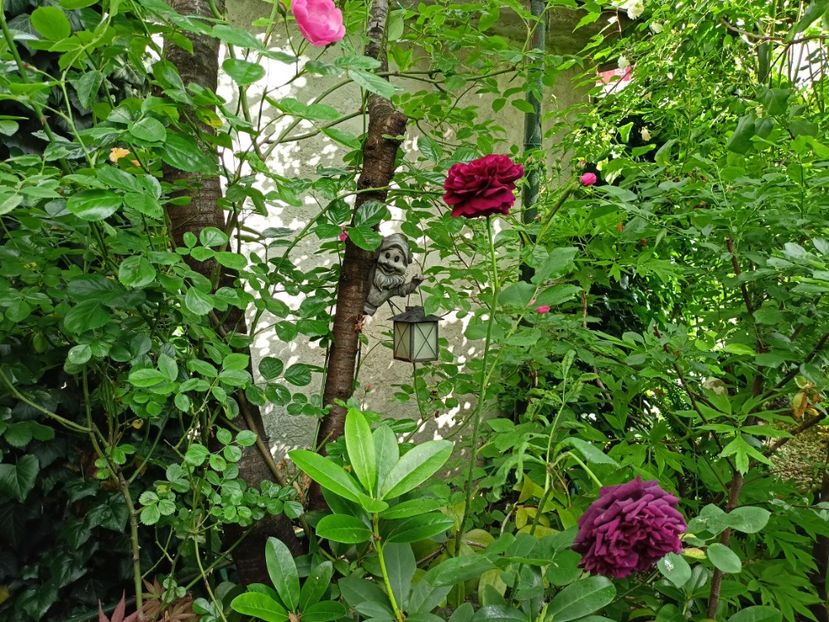  - Grădina 2024 continuare 2