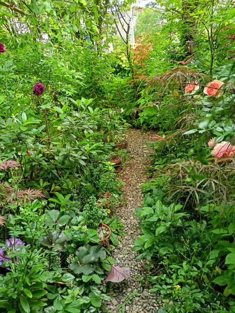  - Grădina 2024 continuare 2