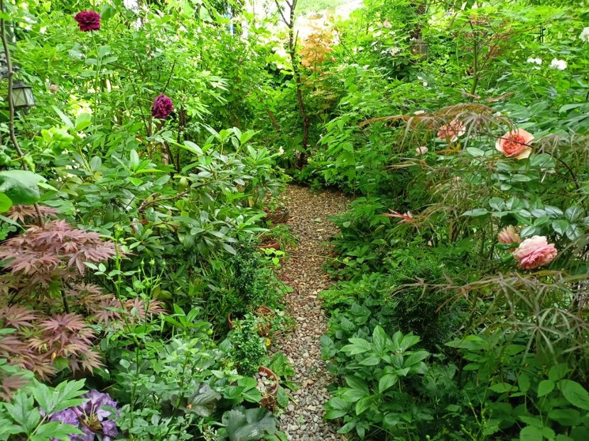  - Grădina 2024 continuare 2